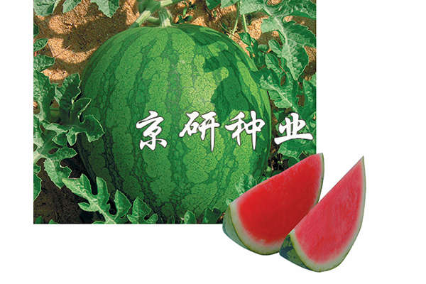 國(guó)蜜1號(hào)